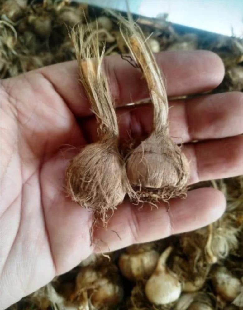 🌞Saffron Crocus Bulb (KESAR) 💎