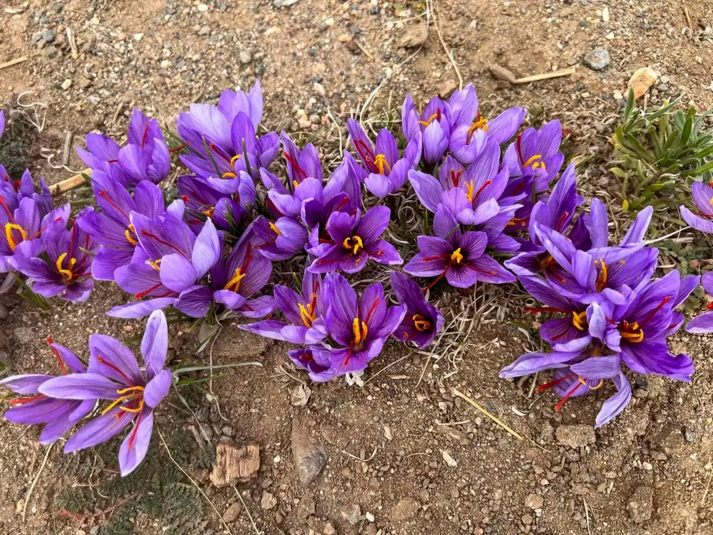🌞Saffron Crocus Bulb (KESAR) 💎
