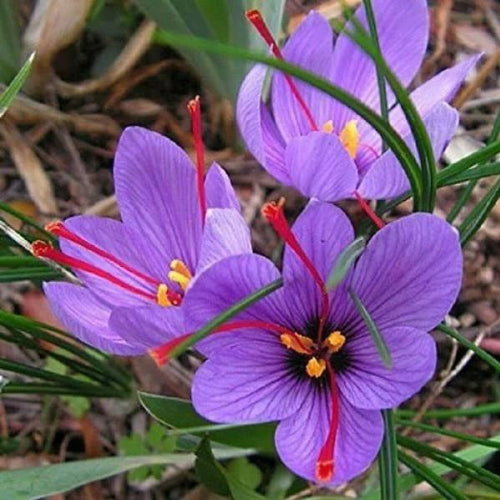 🌞Saffron Crocus Bulb (KESAR) 💎
