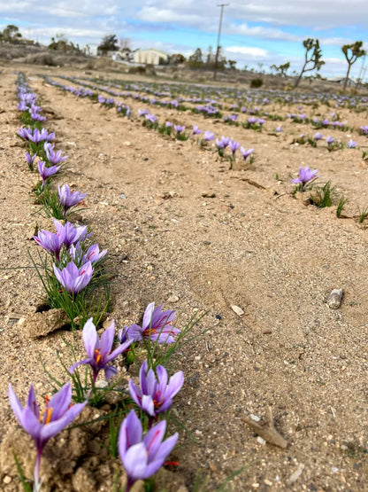 🌞Saffron Crocus Bulb (KESAR) 💎
