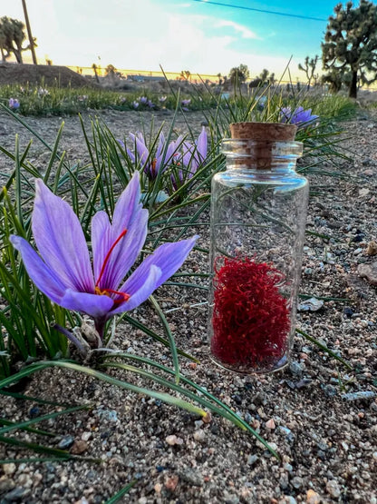 🌞Saffron Crocus Bulb (KESAR) 💎