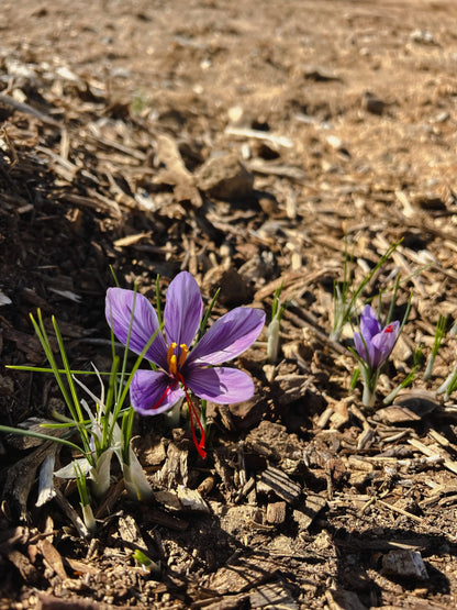🌞Saffron Crocus Bulb (KESAR) 💎